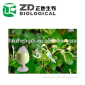 Natural High Quality Honeysuckle Extract powder